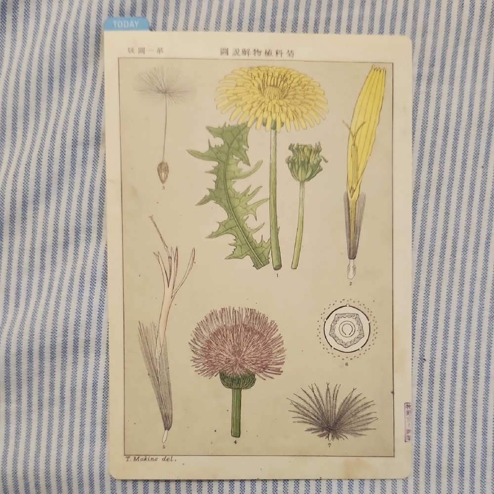 Hobonichi Botanical Pencil Board